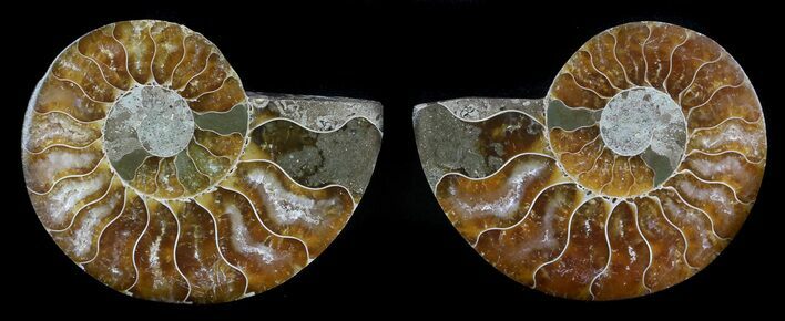 Sliced Fossil Ammonite Pair - Agatized #35608